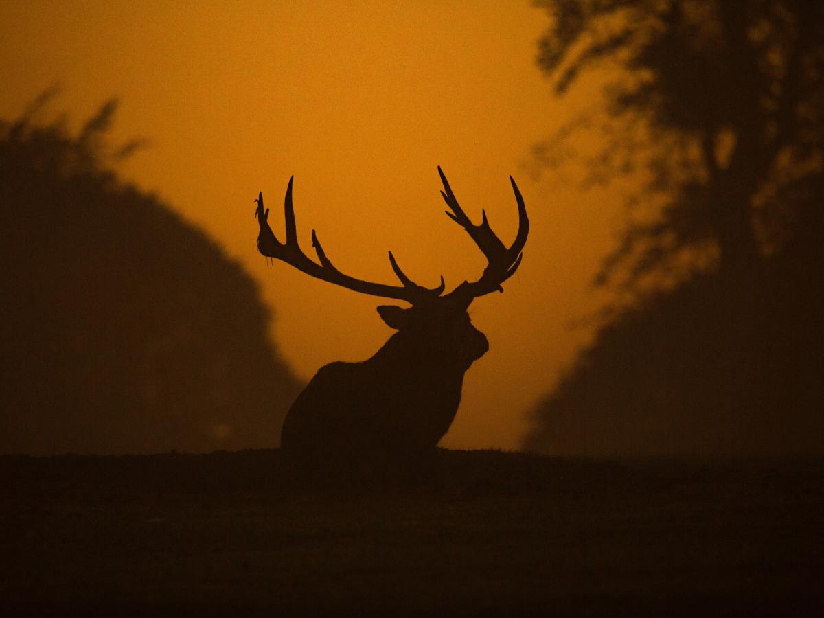 Everything You Need to Know About&nbsp;Wildlife